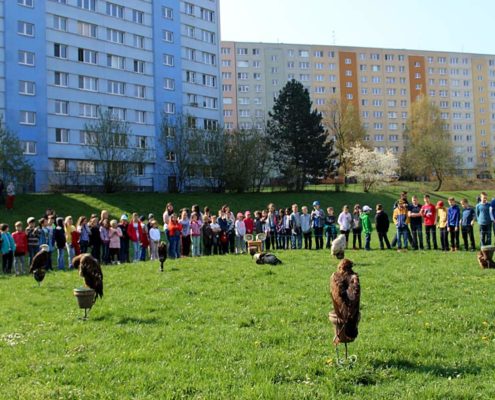 Den s dravými ptáky