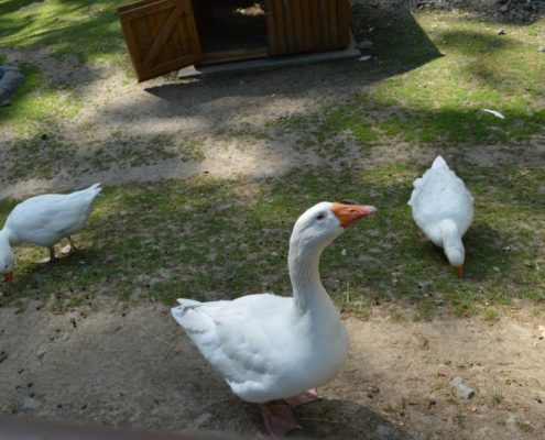 Výlet do Zoo