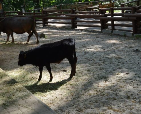 Výlet do Zoo