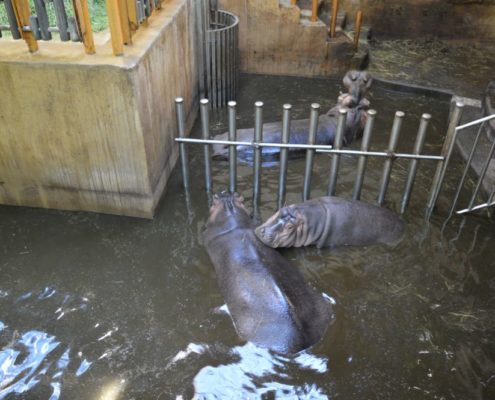 Výlet do Zoo