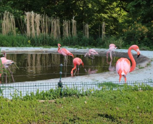 Výlet do Zoo