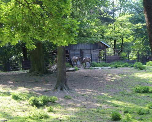 Výlet do Zoo