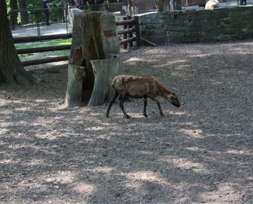 Výlet do Zoo