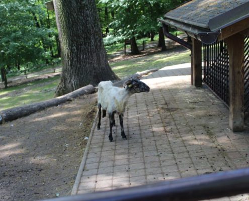 Výlet do Zoo