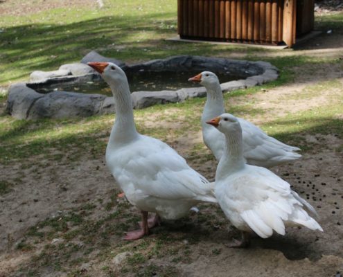 Výlet do Zoo