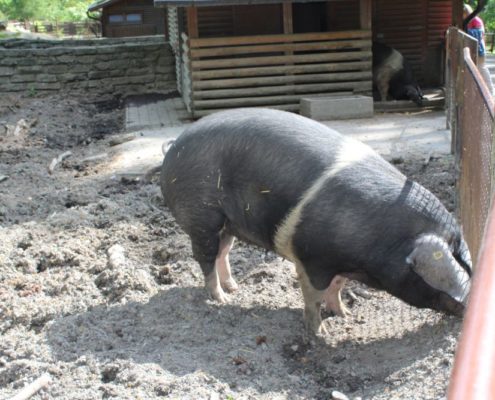 Výlet do Zoo