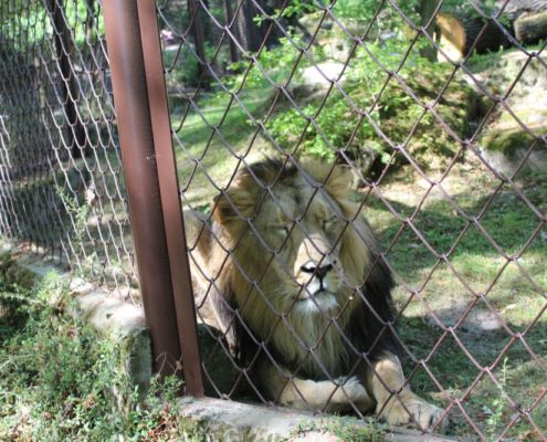 Výlet do Zoo