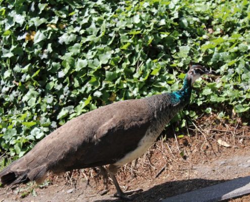 Výlet do Zoo