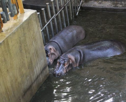 Výlet do Zoo