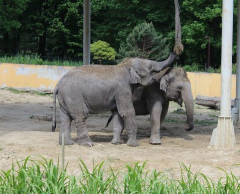 Výlet do Zoo