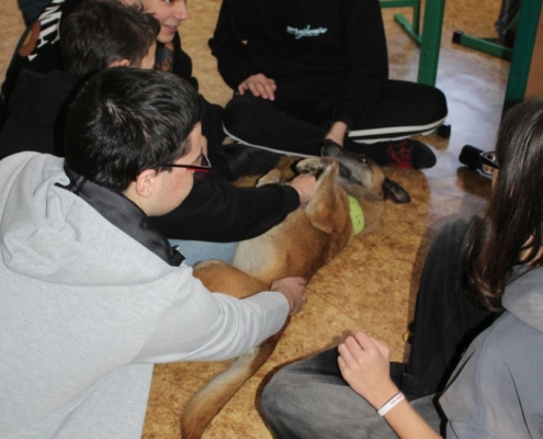 Canis terapie