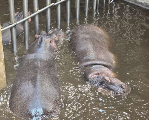 Vydry, hroši, papoušci, to chtěli naši páťáci vidět v ostravské ZOO