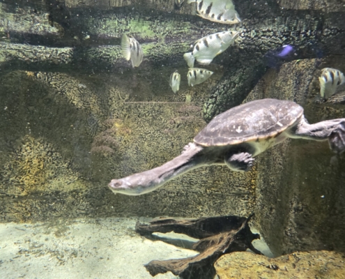 Vydry, hroši, papoušci, to chtěli naši páťáci vidět v ostravské ZOO