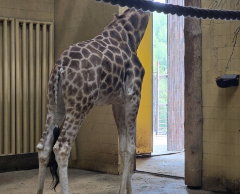 Vydry, hroši, papoušci, to chtěli naši páťáci vidět v ostravské ZOO