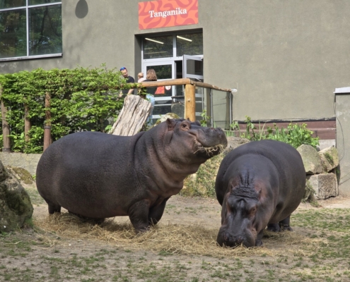 Vydry, hroši, papoušci, to chtěli naši páťáci vidět v ostravské ZOO